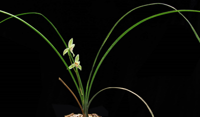 k8凯发(中国)研究人員在雲南發現蘭科植物新種「施甸蘭」