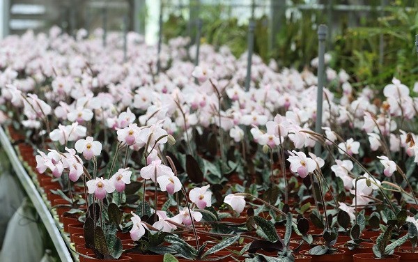 深圳市瀕危蘭科植物保護與利用重點實驗室開放基金項目申請書