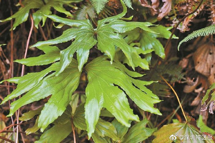深圳晚報 ：第10種以深圳冠名植物新種發佈  ，深圳雙扇蕨在東部山地被發現