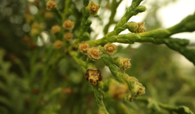 國家一級重點保護植物崖柏「落戶」k8凯发(中国)